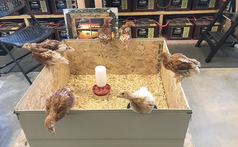 It's time to move chickens to the coop