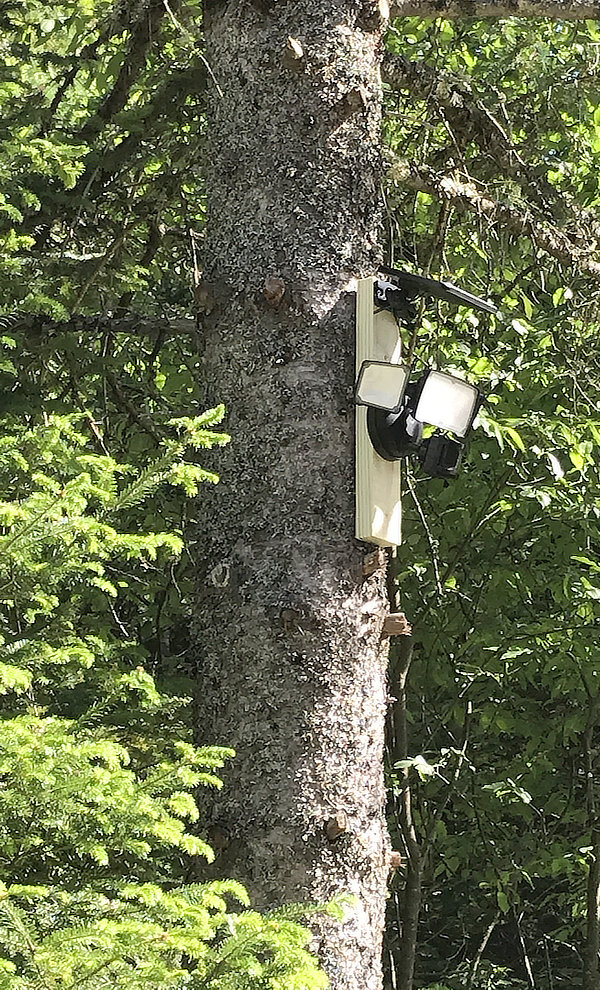 solar motion security light mounted to tree