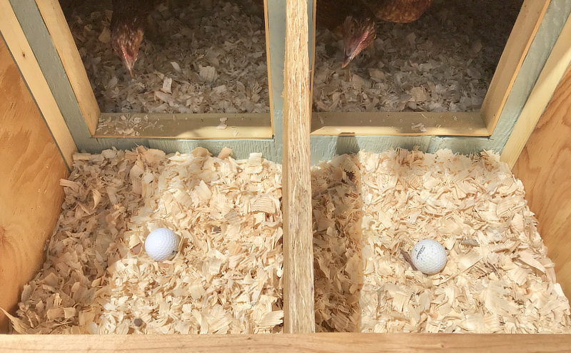 put golf balls in chicken nesting box