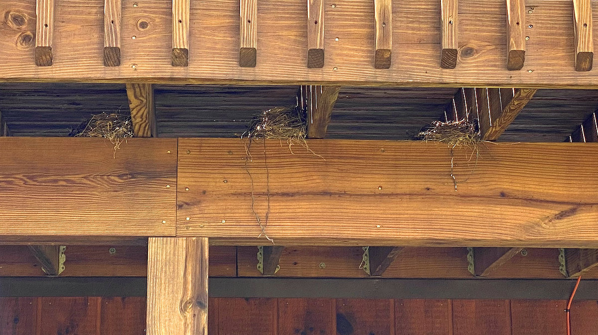 Three birds nests next to each other