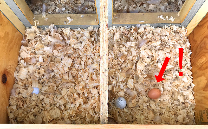 First Egg In The Nesting Box! Production Is Ramping Up!