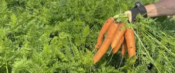 How To Can Carrots From The Garden