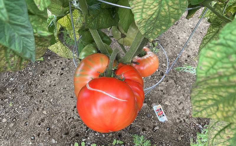 How To Save Tomato Seeds For Next Years Garden