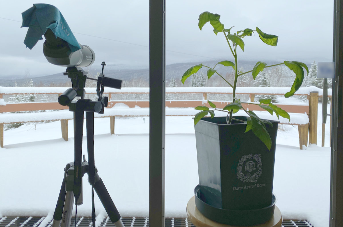 Growing Tomatoes Indoors During Winter