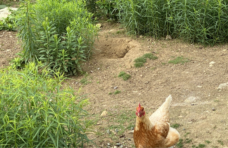 Hot Chickens - How To Keep Them Cool