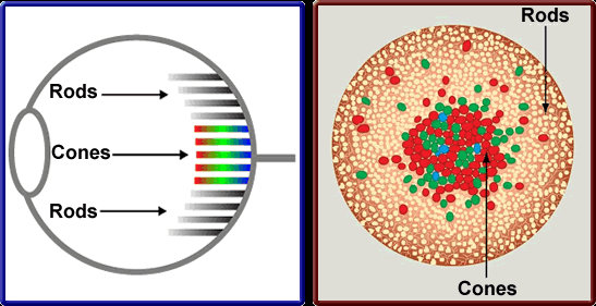 The rods in your eyes give you natural human night vision.