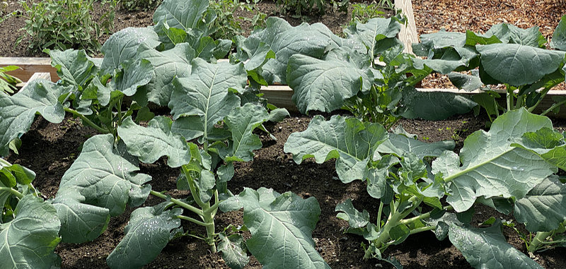 growing broccoli in a garden bed