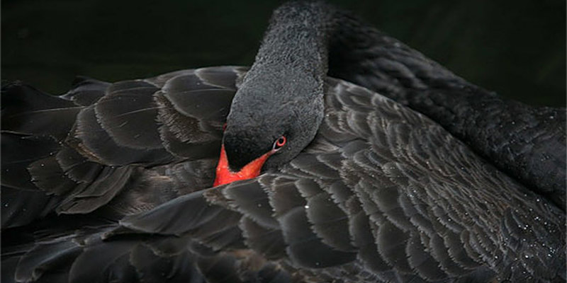 Could A Black Swan Event Bring It All Down?