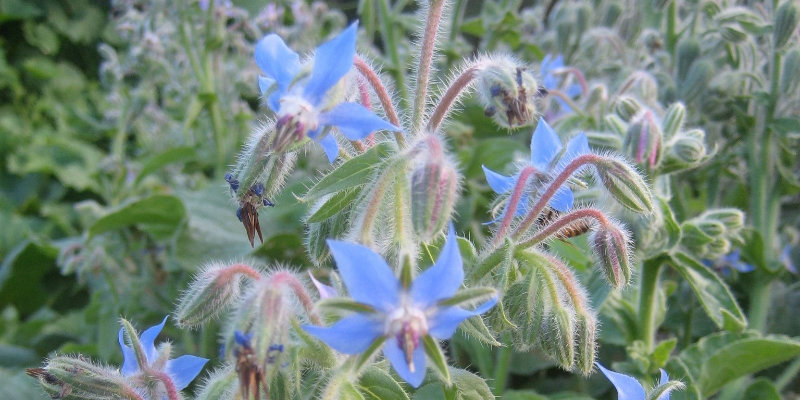 borage companion plant