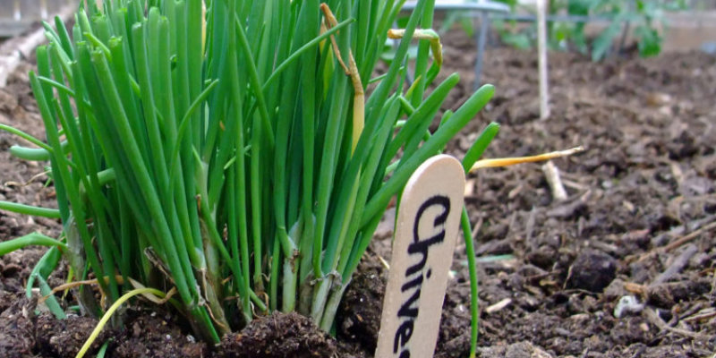 Chives are another tomato companion plant.