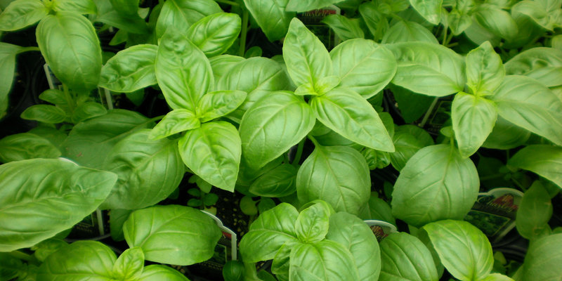 Basil companion with tomatoes.