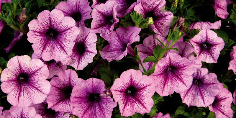 Grow petunias as a tomato companion plant.