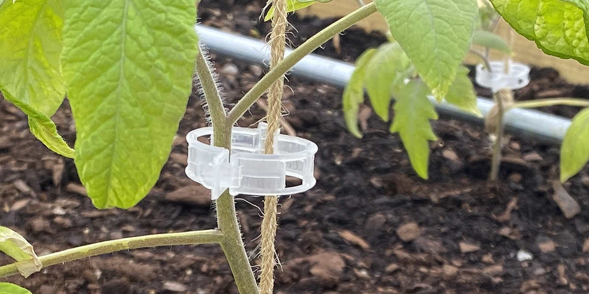 Tomato Clip attached to string and the vine