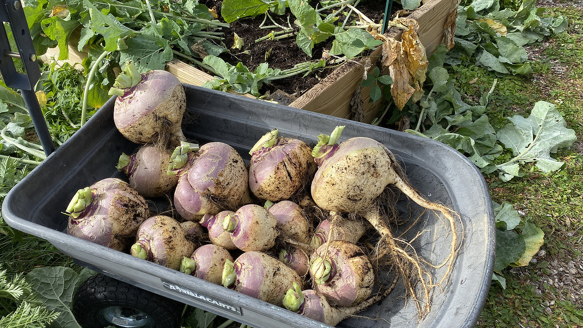 rutabaga harvest