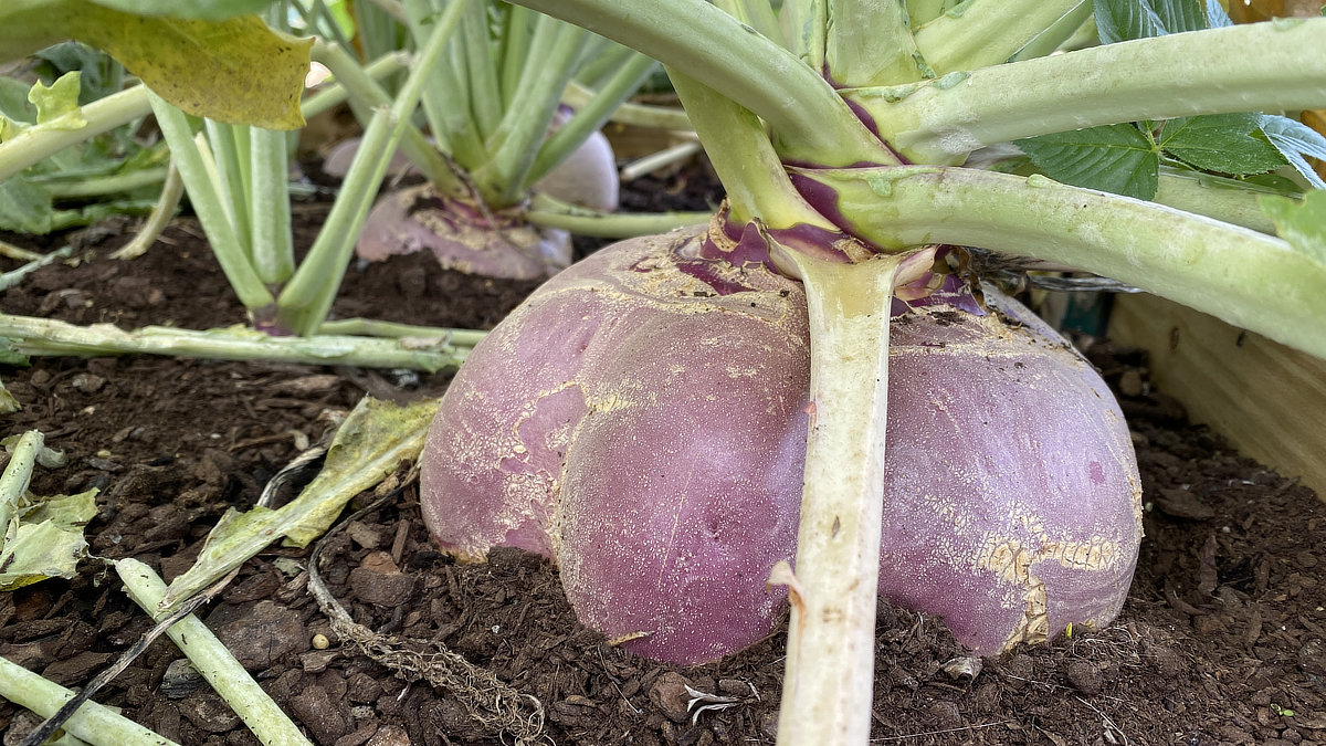 American Purple Top Rutabaga sticking up out of the ground