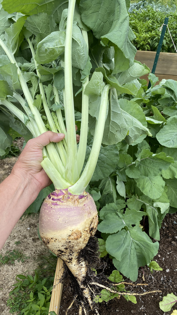 7 pound American Purple Top Rutabaga