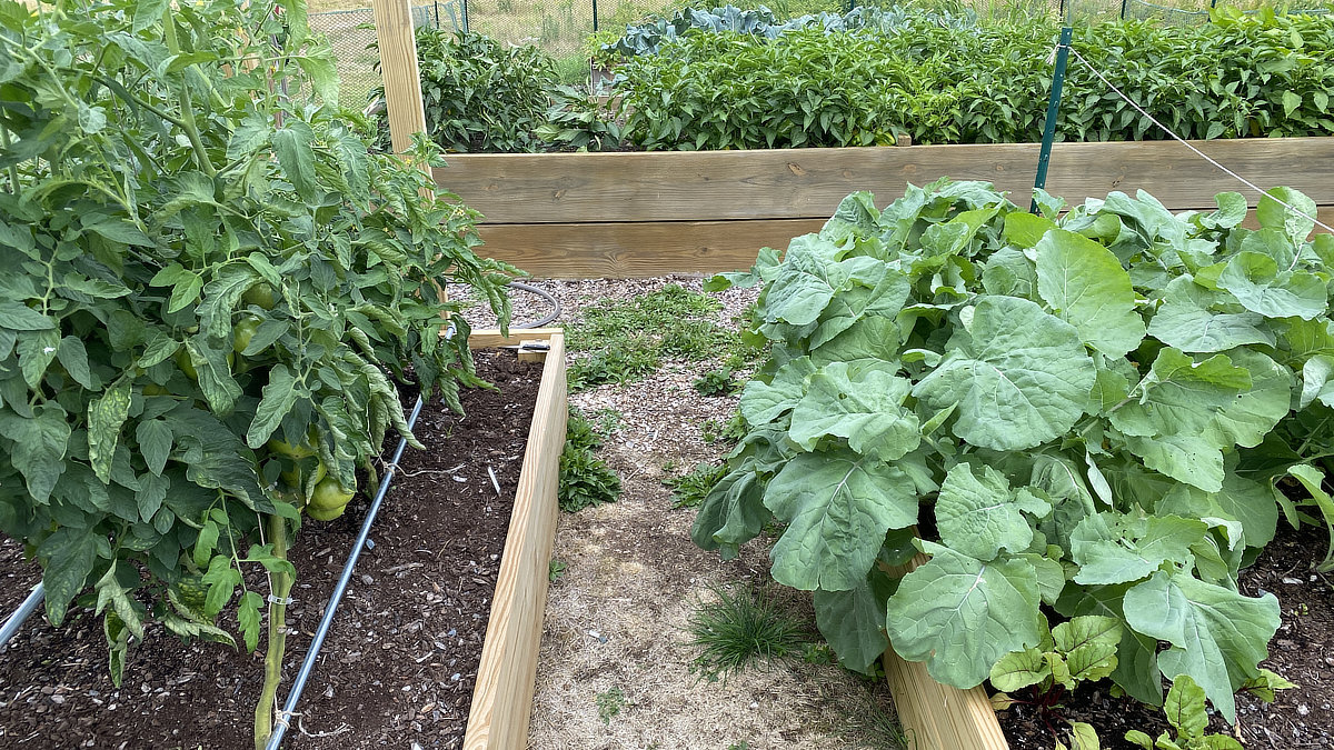 Rutabaga plants have large leaves