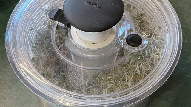 sprouts in salad spinner