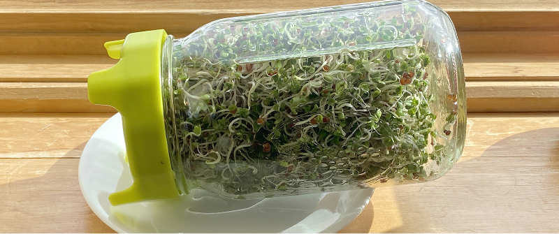 Growing broccoli sprouts in canning jars