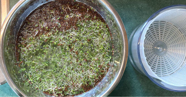 separating hulls from broccoli sprouts