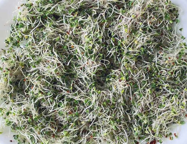 broccoli sprouts on a plate