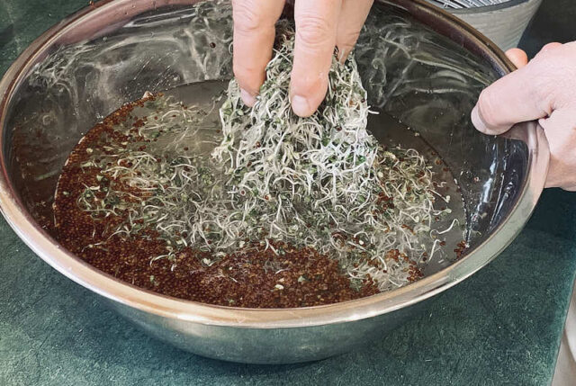 sprouts in bowl of water to remove hulls
