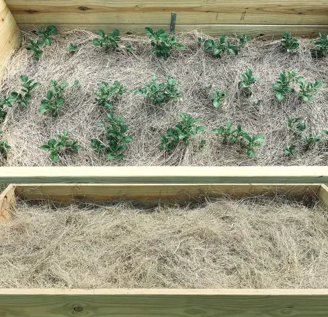 growing-potatoes-in-garden-bed-of-hay