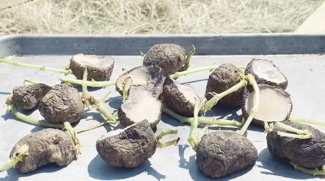 sliced seed potatoes dried out for 5 days before planting