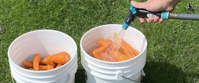 washing carrots from the garden