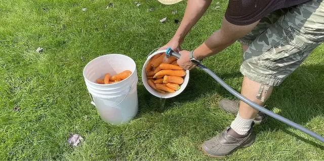 cleaning carrots from the garden