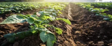 Best survival food to grow