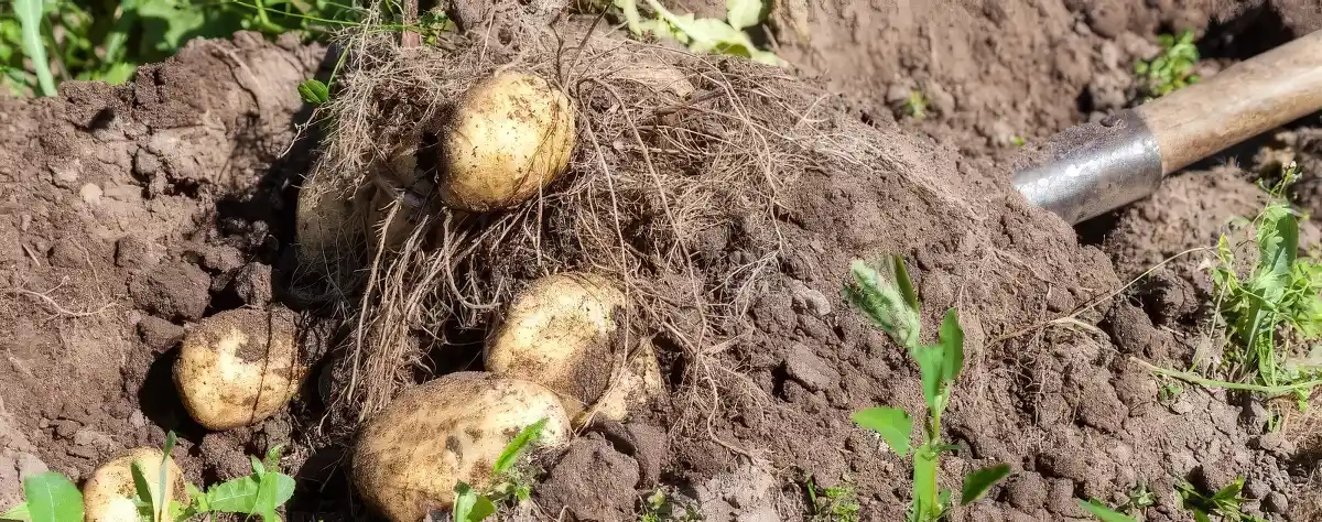 Digging up potatoes
