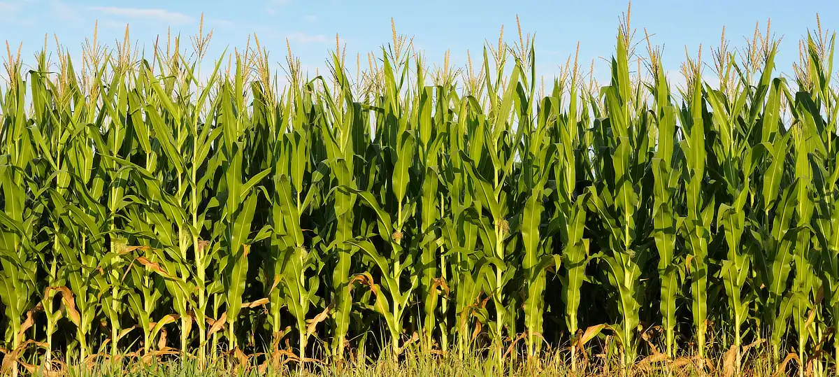 Growing corn for survival
